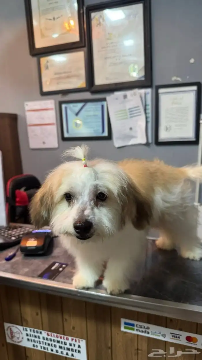 كلب لاسا ابسو ذكرLhasa Apso 0