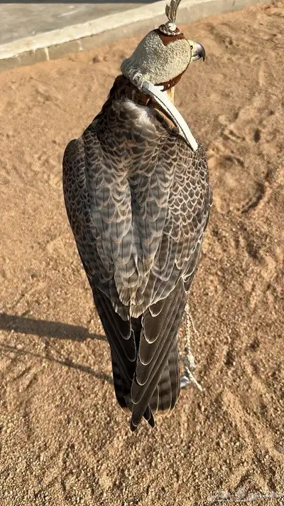 سلام اعرض لكم جبليه فارسيه عرض 14 ونص في طوال 13 index