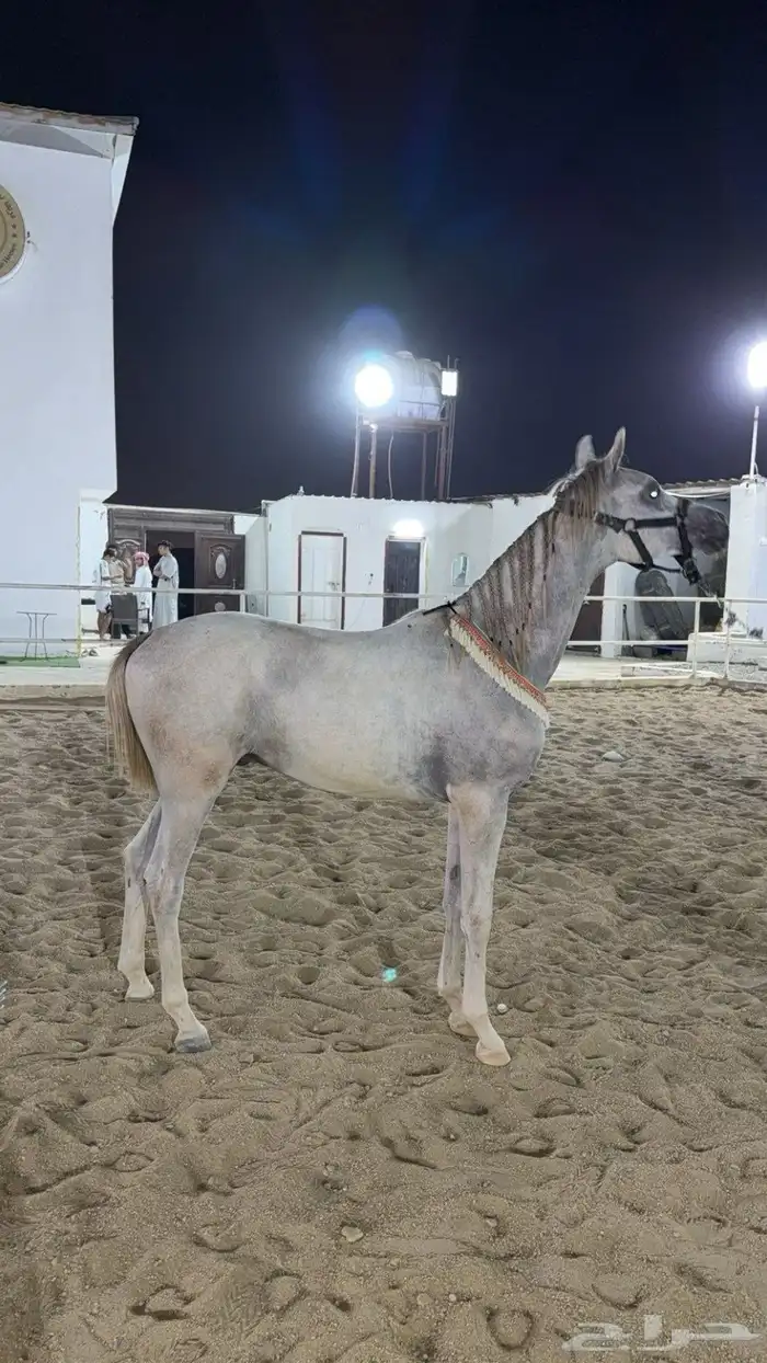 مهر ولد الاكساندر 1