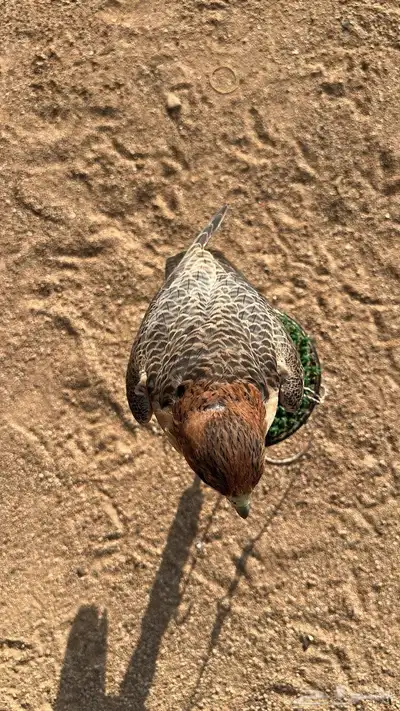 سلام اعرض لكم جبليه فارسيه عرض 14 ونص في طوال 13 index