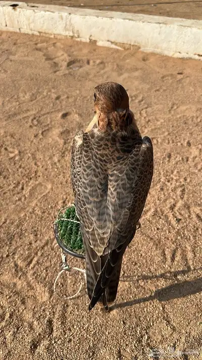 سلام اعرض لكم جبليه فارسيه عرض 14 ونص في طوال 13 index