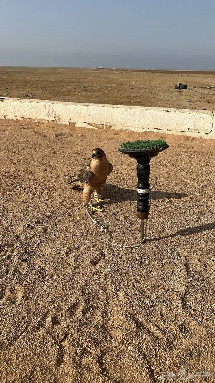 سلام اعرض لكم جبليه فارسيه عرض 14 ونص في طوال 13 2