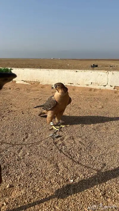 سلام اعرض لكم جبليه فارسيه عرض 14 ونص في طوال 13 index