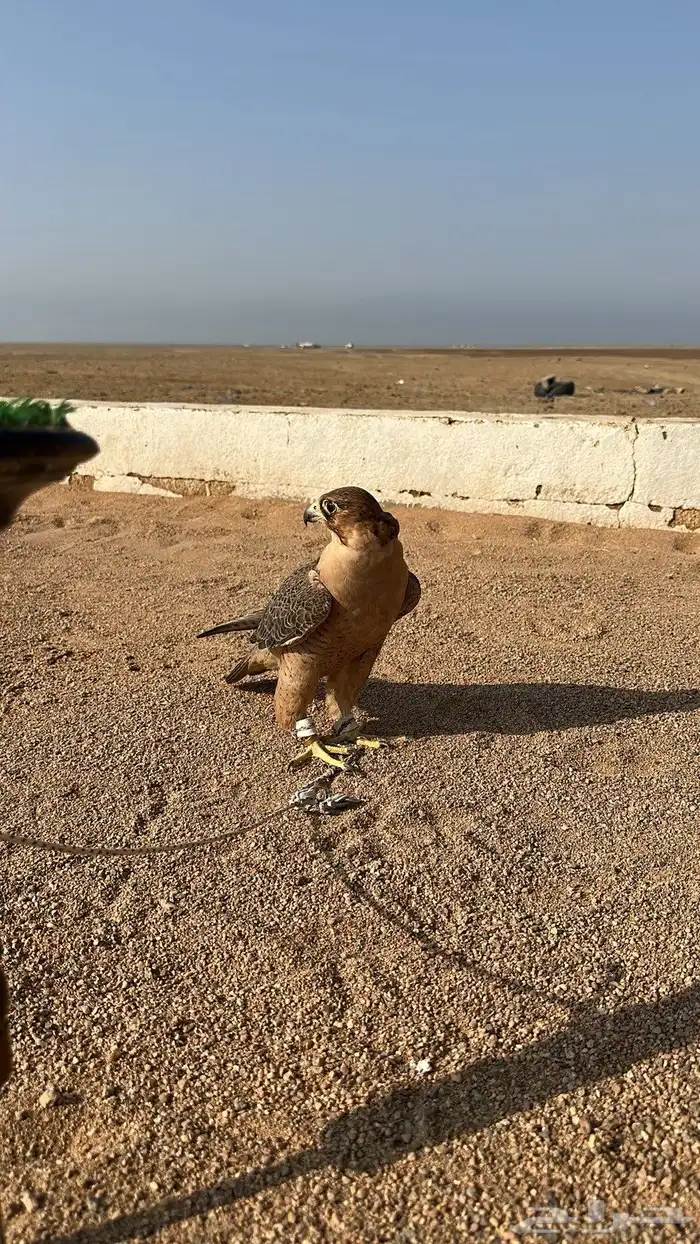 سلام اعرض لكم جبليه فارسيه عرض 14 ونص في طوال 13 1