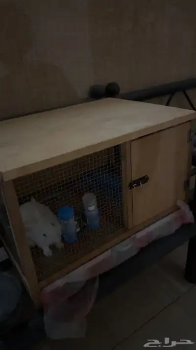 أرنب مع القفص وكافة الملحقات 0