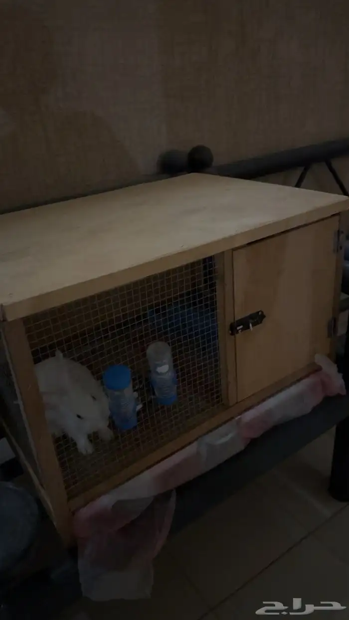 أرنب مع القفص وكافة الملحقات 0