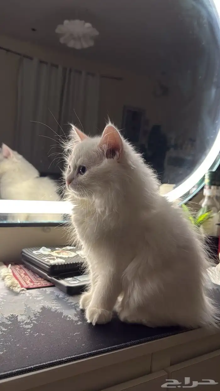 قطط للتبني 1