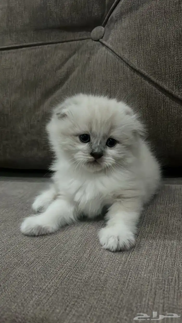 سكوتش للبيع 1