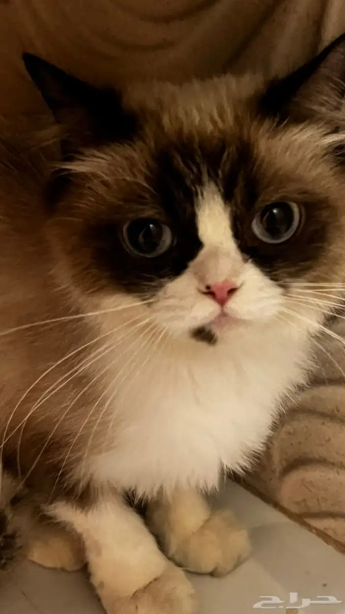 قط للبيع 1