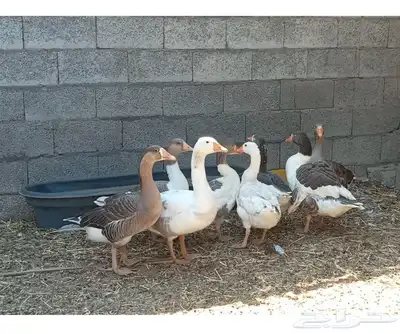 يوجد وز بلدي 8 حبات على السوم ولايكلمني إلى صامل 0