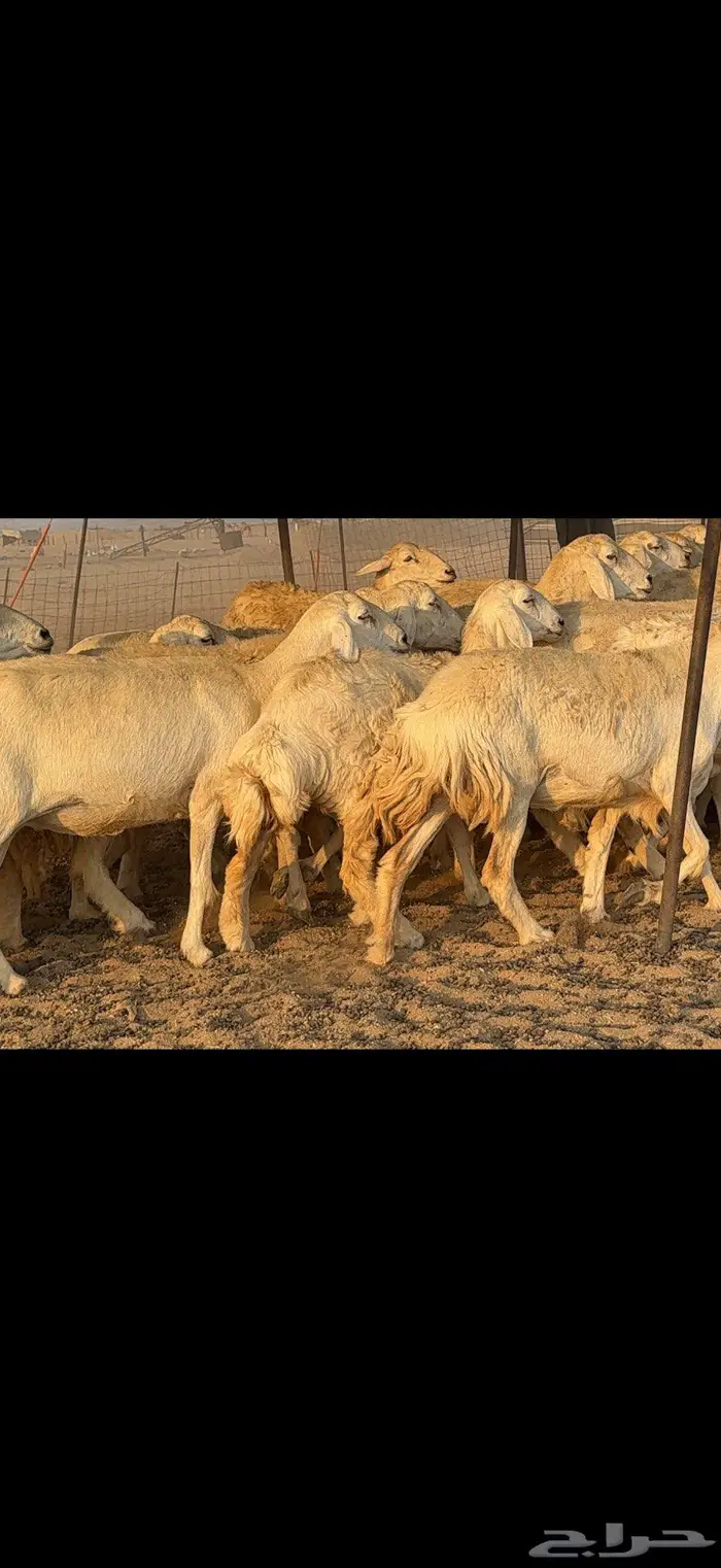 حريات حرش كفو 35 راس بالفحل 3