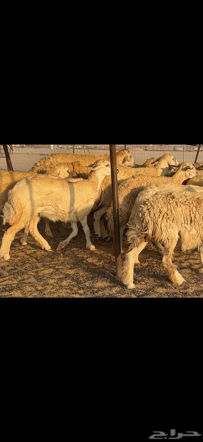 حريات حرش كفو 35 راس بالفحل 4