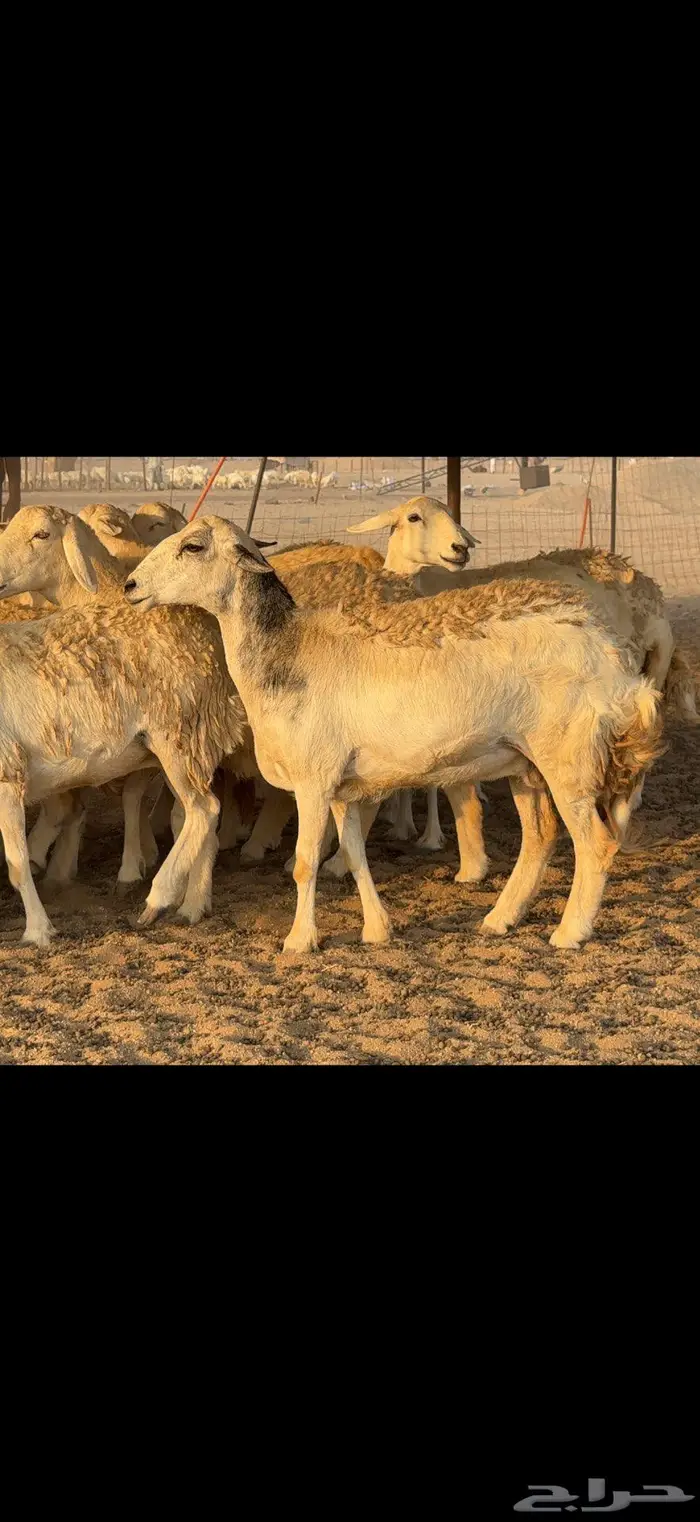 حريات حرش كفو 35 راس بالفحل 7