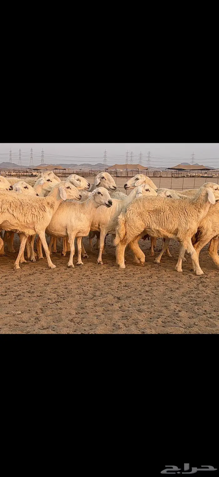 حريات حرش كفو 35 راس بالفحل 5