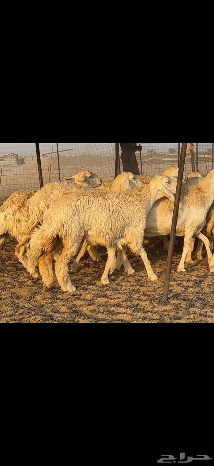 حريات حرش كفو 35 راس بالفحل 6