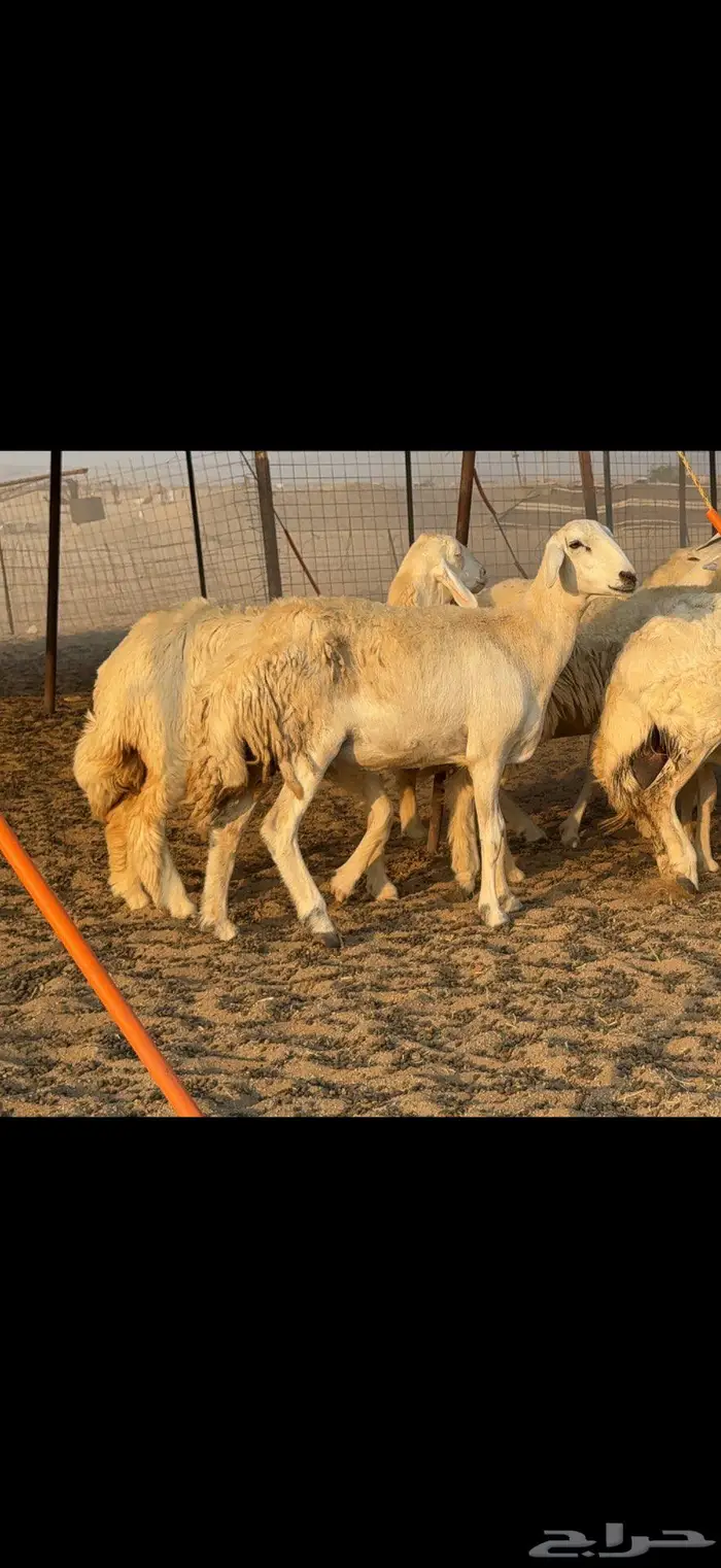 حريات حرش كفو 35 راس بالفحل 1