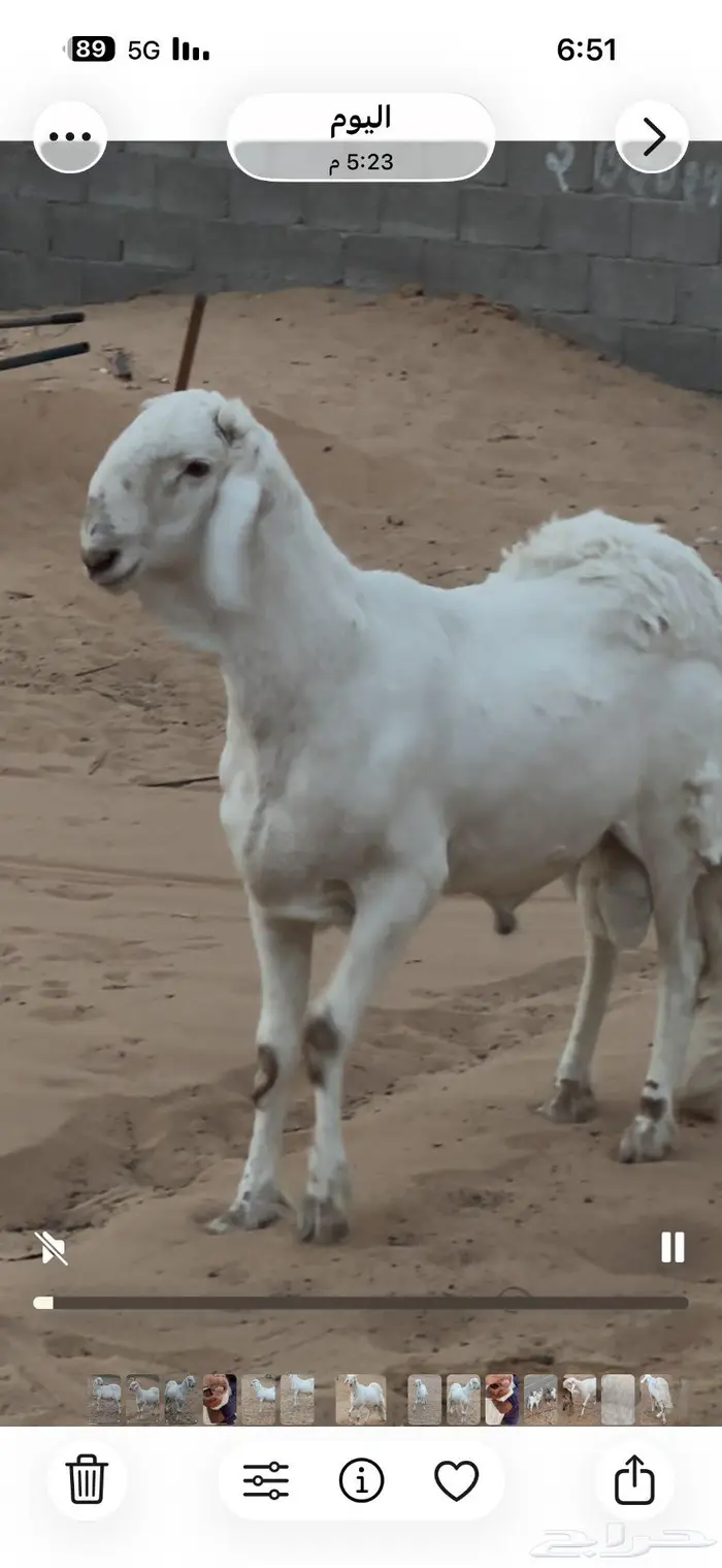 خروف ساكني جذع ابيض فاخر ماشاءالله 1