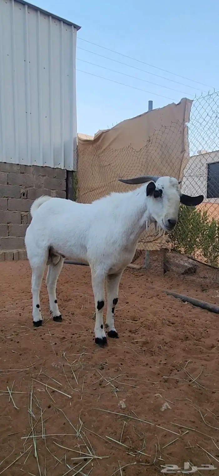 فحل بيشي ثني فاخر 4