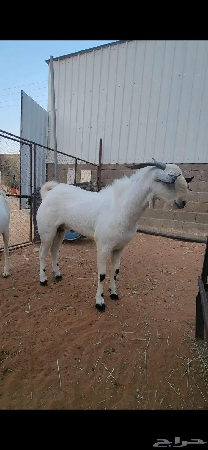 فحل بيشي ثني فاخر 1