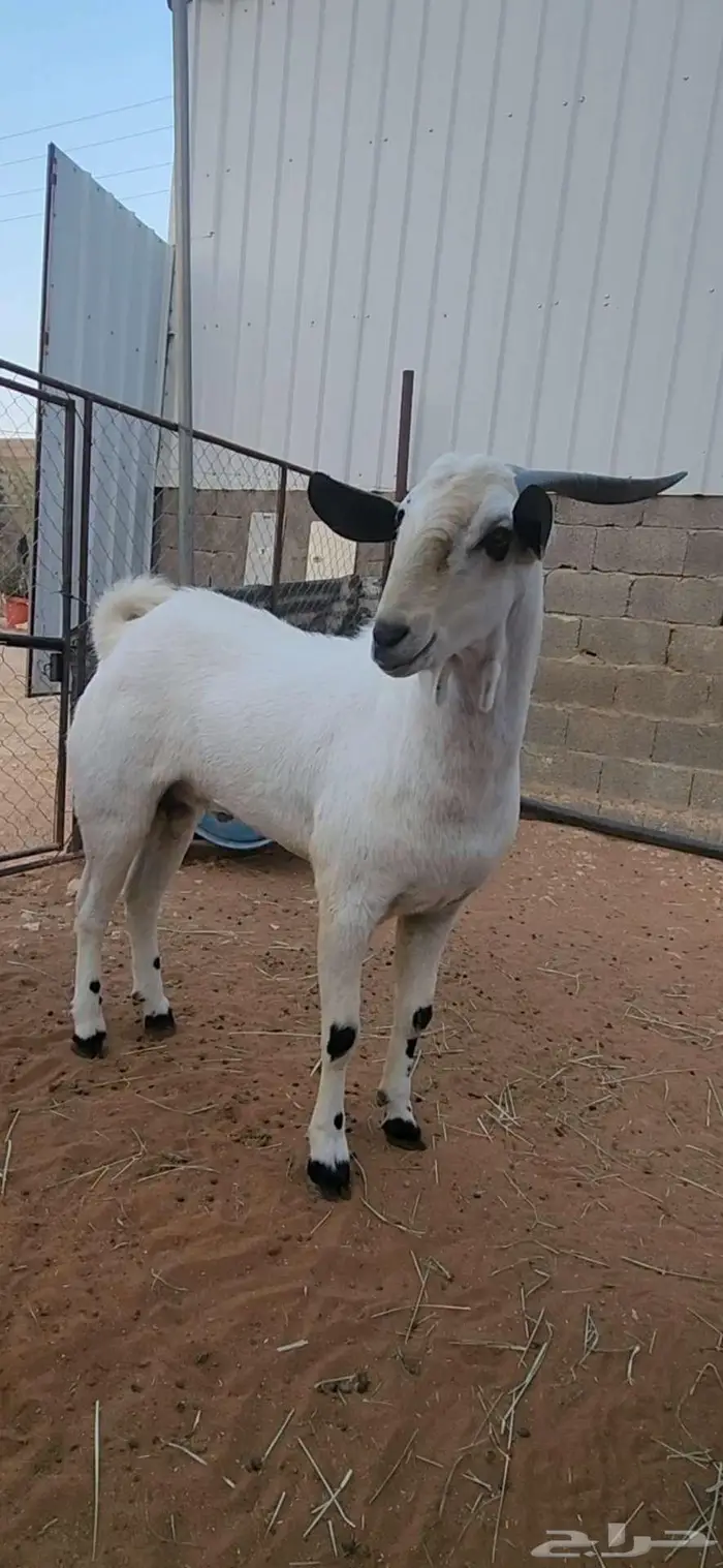 فحل بيشي ثني فاخر 5