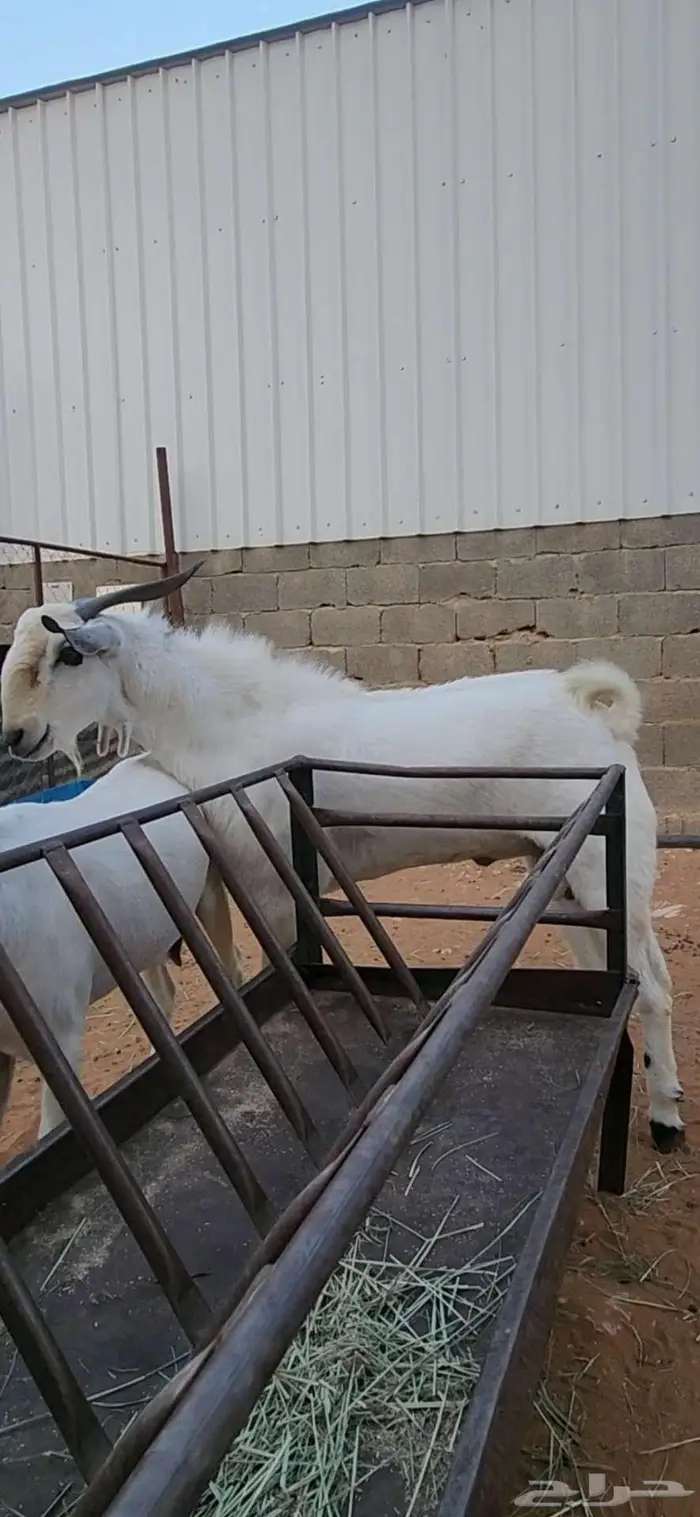 فحل بيشي ثني فاخر 0