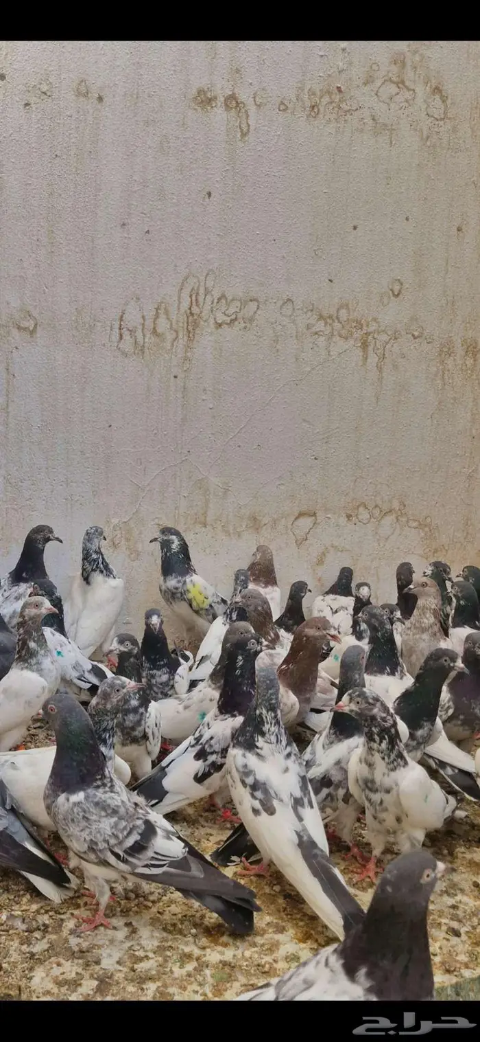 حمام باكستاني توووب 18