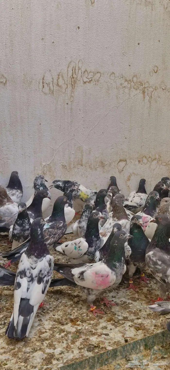 حمام باكستاني توووب 13