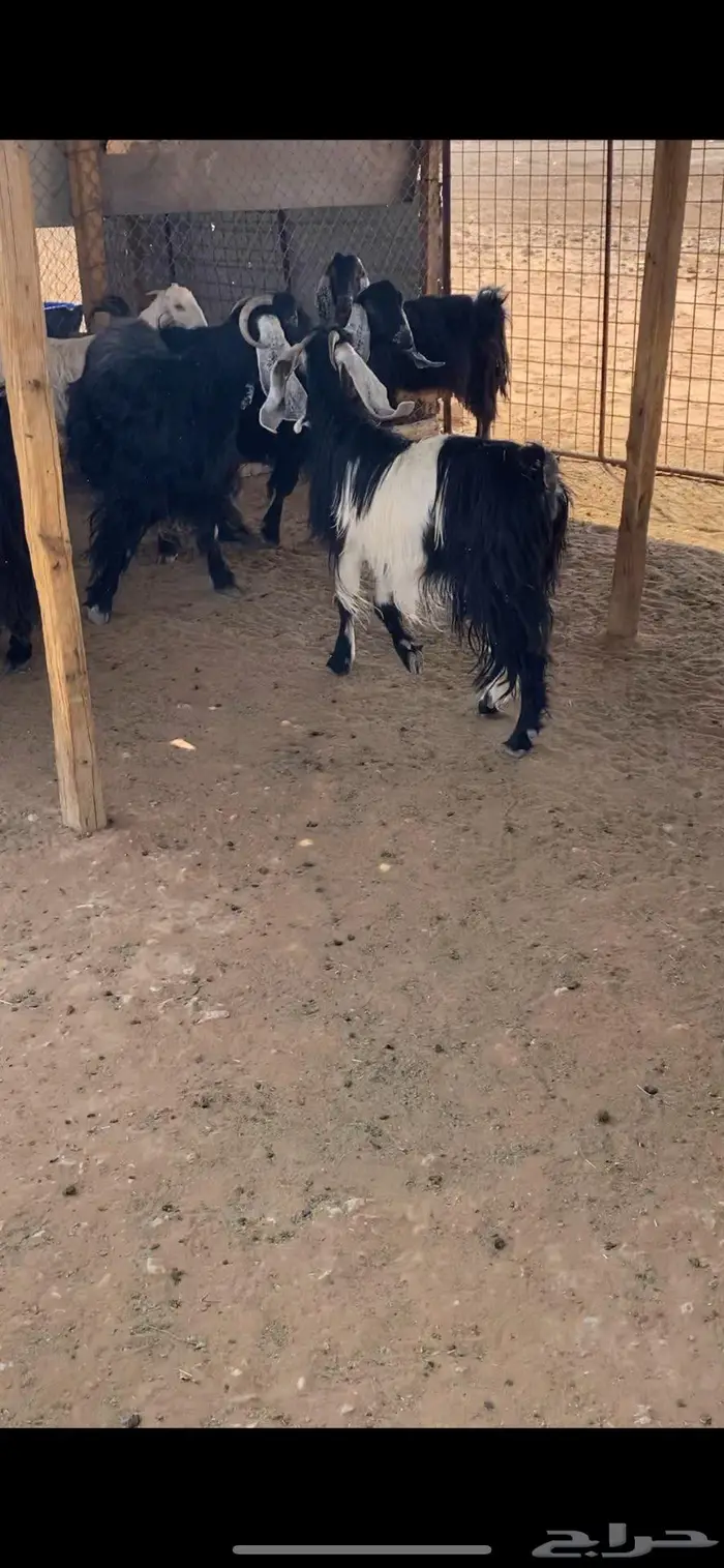 عارضيات مضاريع 0