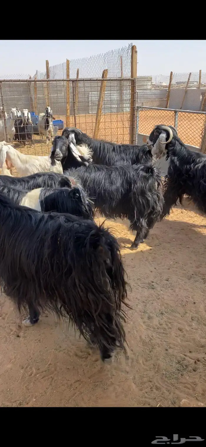 عارضيات مضاريع 2