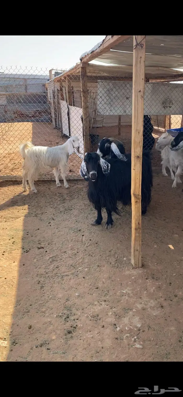 عارضيات مضاريع 1