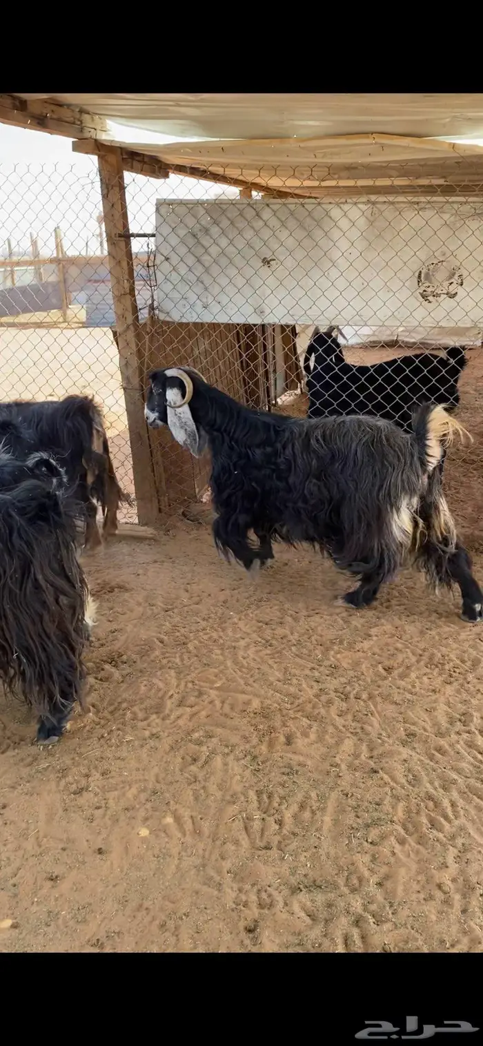 عارضيات مضاريع 3