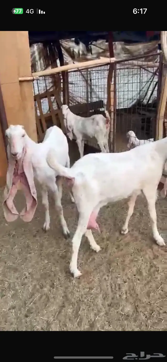 معزا بيض متاومات 1