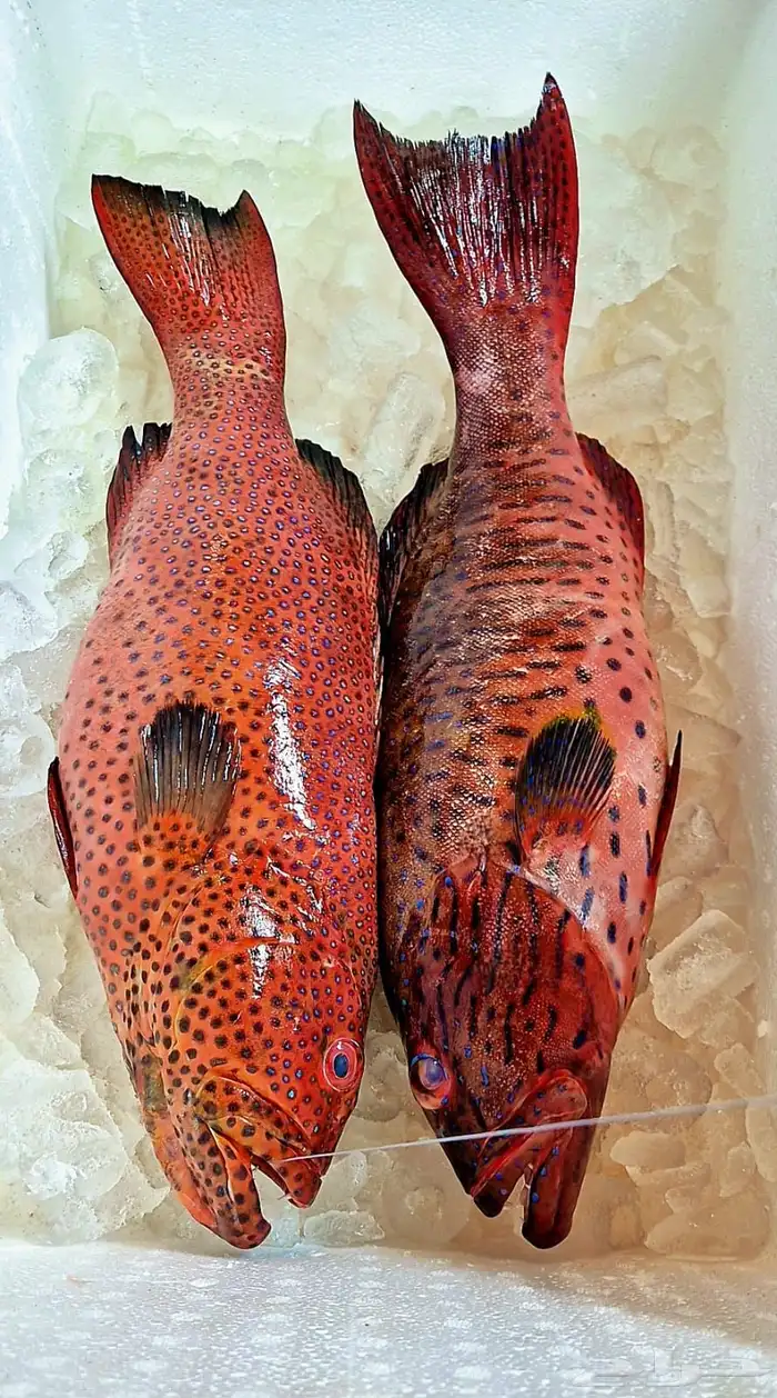 شكات هوامير السعر بالشكه 1