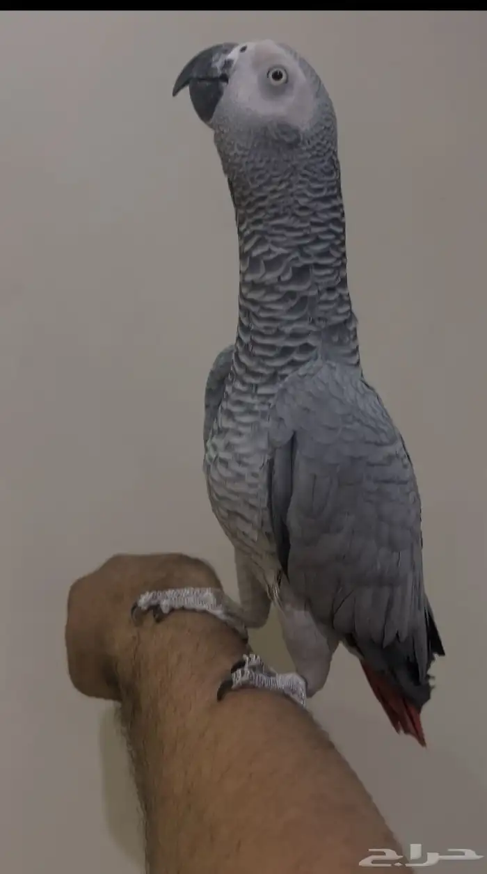 للبيع ببغاء كاسكو 4