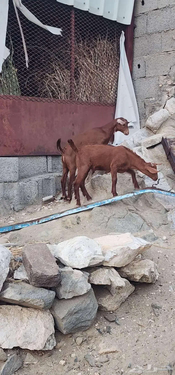 تيوس دهم تم البيع 0