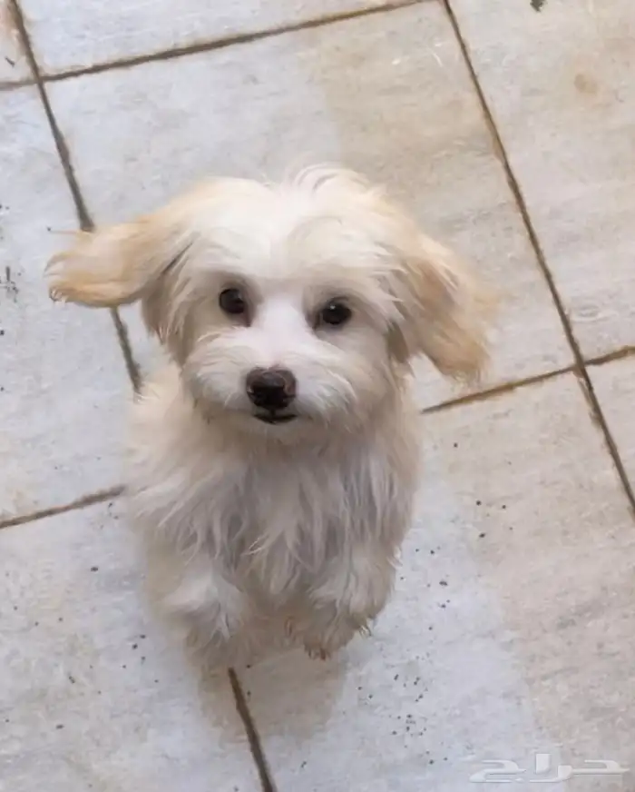 كلب مالتيز ذكر للبيع 0