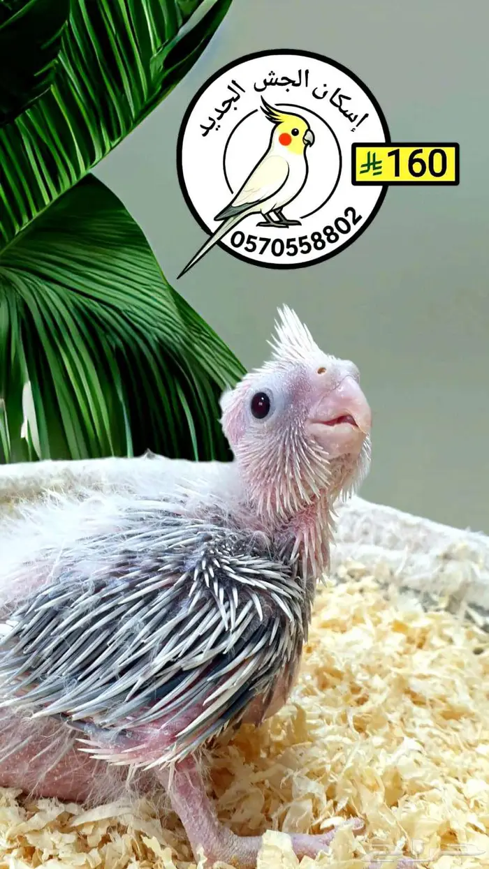 فرخ كوكاتيل 0