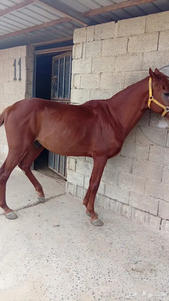 خيل فحل العمر 5سنوات مكس أبوه عربي ويخذا من موصفات أبوه 0