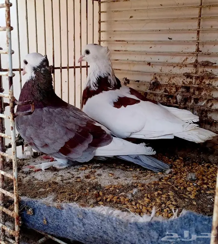 جوز إيراني 0