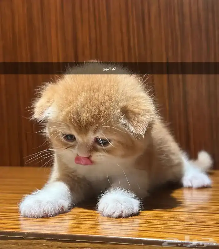 قطط كيتن سكوتش يوجد ذكور للتزاوج 8