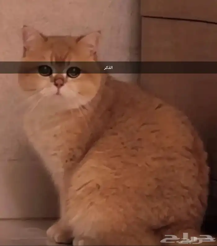 للبيع انثى وذكر برتش ny12 الانثى مسجلة 7