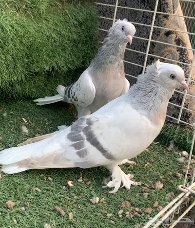 اجواز اتراك top index