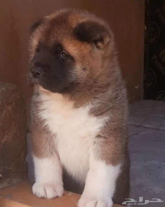 امريكان اكيتا 6