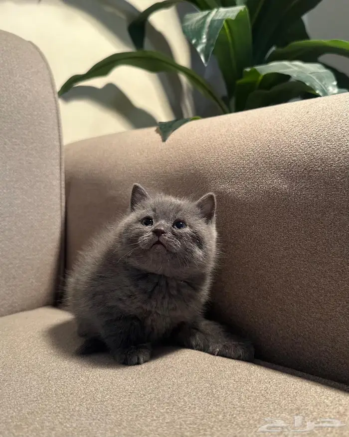 قطط سكوتش للبيع 3