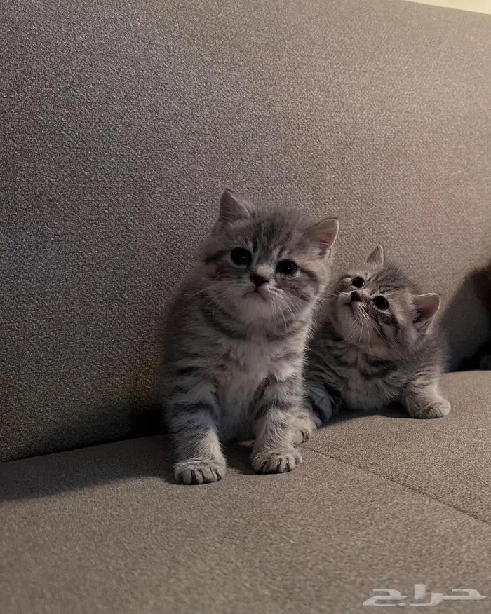 قطط سكوتش للبيع 1