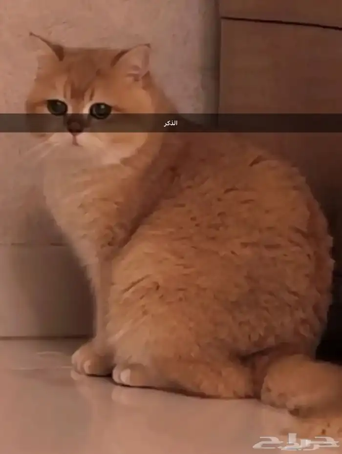 للبيع انثى وذكر برتش ny12 الانثى مسجلة 6