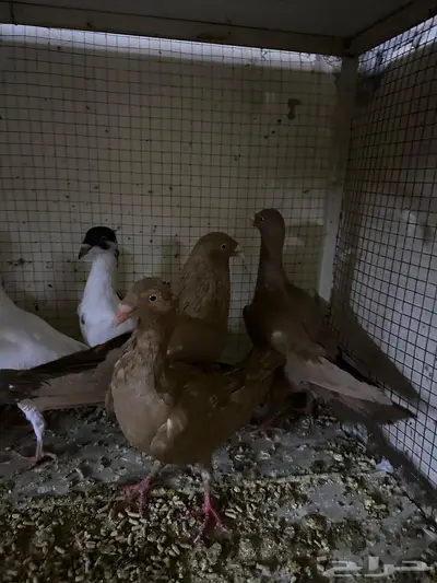 للبيع 5 أجواز دنش مخاليف طبات اخوان ما اشرط أجواز index