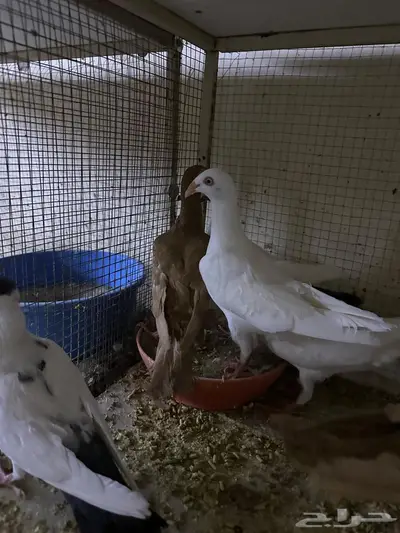 للبيع 5 أجواز دنش مخاليف طبات اخوان ما اشرط أجواز index