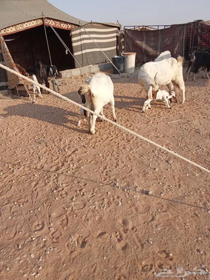 معزا مولده للبيع 0