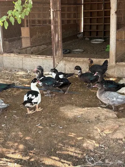 بح مسكوفي مصري index